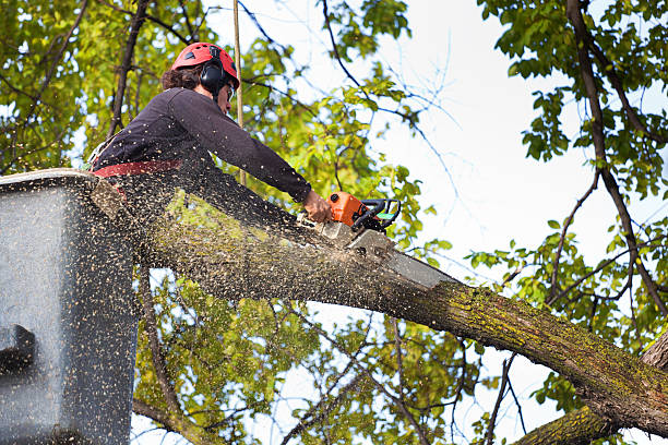 Best Firewood Processing and Delivery  in Lakewood Park, TN