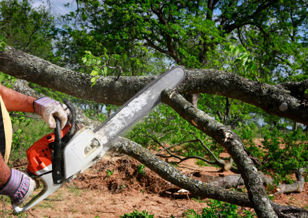 Best Tree Maintenance Programs  in Lakewood Park, TN